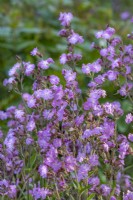 Silene dioica flowering in Summer - May