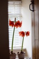 Two pots of Hippeastrum reginae, Amaryllis, seen through a wooden doorway in a vintage domestic setting.