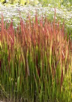 Imperata cylindrica Red Baron, summer June