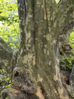 Parrotia persica Persian ironwood bark