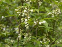 Staphylea bumalda - Japanese Bladdernut