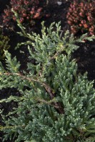 Juniperus squamata 'blue carpet' juniper