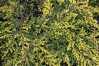 Juniperus communis 'Goldschatz' juniper