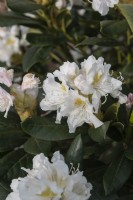Rhododendron x 'Cunningham's White'
