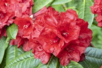 Rhododendron 'Red Ruffles'. Close up flowers and foliage.Whitstone Farm. NGS garden, Devon. Spring. 