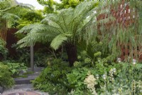 A corner of a small contemporary garden is enclosed in tree ferns, Dicksonia antarctica, hostas, ferns, cycas, angelica and bamboo.