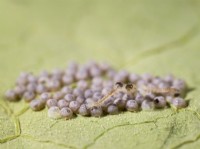 Mamestra brassicae - Cabbage Moth eggs hatching on underside of nasturtium leaf