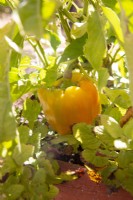 Yellow pepper in vegetable garden