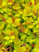 Spiraea 'Tracy'  foliage and leaf colours