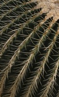 Echinocactus grusonii golden barrel cactus