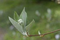 Sorbus aria whitebeam 