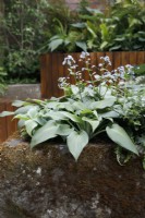 A rough stone reclaimed planter is filled with plants thriving in wet conditions including Hosta, in The Enchanted Rain Garden - Designer Bea Tann - Sponsor: The University of Sheffield Landscape Department
