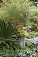 in the Kingston Maurward The Space Within Garden, the exotic planting includes Cycas revoluta and in a large planter, Phyllostachys aureosulcata underplanted with Hackonechloa 'Aureola' - Designer: Michelle Brown - Sponsor: Kingston Maurward College.