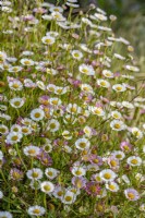 Erigeron karvinskianus flowering in Summer - May
