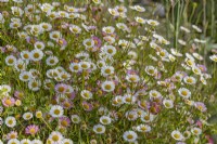 Erigeron karvinskianus flowering in Summer - May