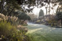 Morning sunlight and frost in Foggy Bottom garden, with Cortaderia selloana 'Pumila' and Pinus sylvestris 'Lodge Hill' - November

Designed by Adrian Bloom, The Bressingham Gardens, Norfolk