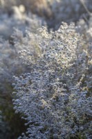 Symphyotrichum laeve in frost - smooth aster - November