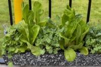 Rumex scutatus and Cos Lettuces planted in a narrow container on The Potting Balcony Garden designed by; William Murray