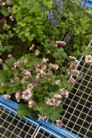 Geum 'Petticoats Peach'  and Trifolium incarnatum spilling over the metal platfrom on Jay Day balcony garden designer:  Flock Party Studio