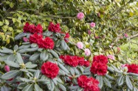 Rhododendron 'Red Ruffles' in foreground with a pink camellia behind.Whitstone Farm. NGS garden, Devon. Spring. 