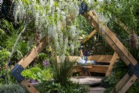Fragrant flowers of  Wisteria floribunda 'Alba' overhangs a wooden frame leading to a sheltered seating area - Kingston Maurward, The Space Within Garden, RHS Chelsea Flower Show 2022 - Silver Gilt Medal