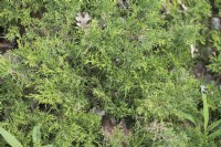 Juniperus davurica Dahurian juniper