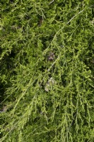 Juniperus sabina,  savin juniper 