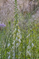 Digitalis purpurea forma albiflora flowering with Stipa gigantea in an informal country cottage garden border in Summer - June