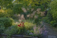 Stipa gigantea flowering with Nepeta 'Six Hills Giant' and Papaver orientale in an informal country cottage garden border in Summer - June