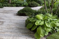 Hosta 'Sum and Substance' next to a clay paver path - The RNLI Garden, RHS Chelsea Flower Show 2022