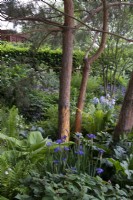 Uplighter on trunk of Pinus sylvestris, underplanted with Iris pallida subsp. pallida, hosta and ferns - The RNLI Garden, RHS Chelsea Flower Show 2022 - Gold Medal
