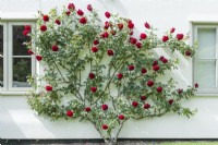 Climbing red rose trained on white painted wall of house. June