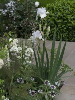Iris Madeiria Belle coupled with white soft planting beside clean paving with beech hedging.