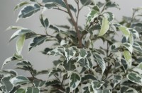 Ficus benjamina 'Starlight' AGM 