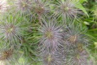 Pulsatilla vulgaris ssp. Grandis, pasqueflower