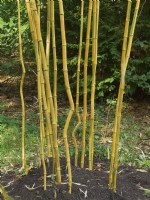Phyllostachys aureosulcata f. spectabilis Yellow groove bamboo at Batsford arboretum
