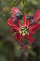 Passiflora racemosa, red passion flower