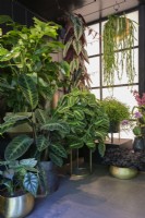 Philodendron melanochrysum and Maranta inside the  Botanical Rhapsody Studio