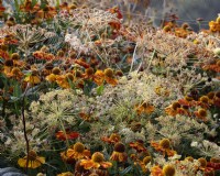 Flowers of Helenium 'Waltraut' and the seeded heads of the Bishop's flower, or Ammi majus and a dew laden spiders web in a border in Autumn.