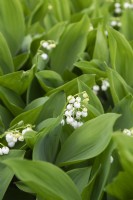 Convallaria majalis, lily-of-the-valley,