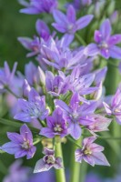 Allium unifolium 'Eros' flowering in Summer - June