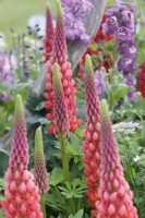 Lupinus 'Toweing Inferno' - Lupins