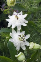 Passiflora 'White Wedding' - Passion Flower