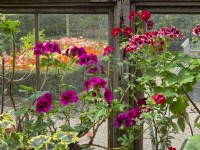 Pelargonium collection displayed in pots on greenhouse staging