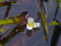 Stratiotes aloides  water soldier in flower early June Summer