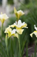 Iris siberica 'Butter and Sugar' - Siberian Iris