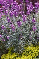 Erysimum 'Bowles Mauve' - Perennial Wallflower