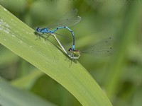 Common Blue Damselfly Enallagma cyathigerum  pair mating