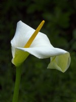 Zantedeschia aethiopica Arum lily 