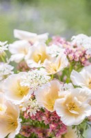 Bouquet containing Eschscholzia californica 'Peach Sorbet', Orlaya grandiflora and Limonium 'Apricot Beauty'
